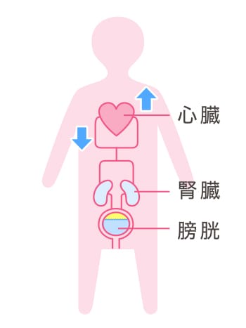 尿は血液から集められた体中の老廃物